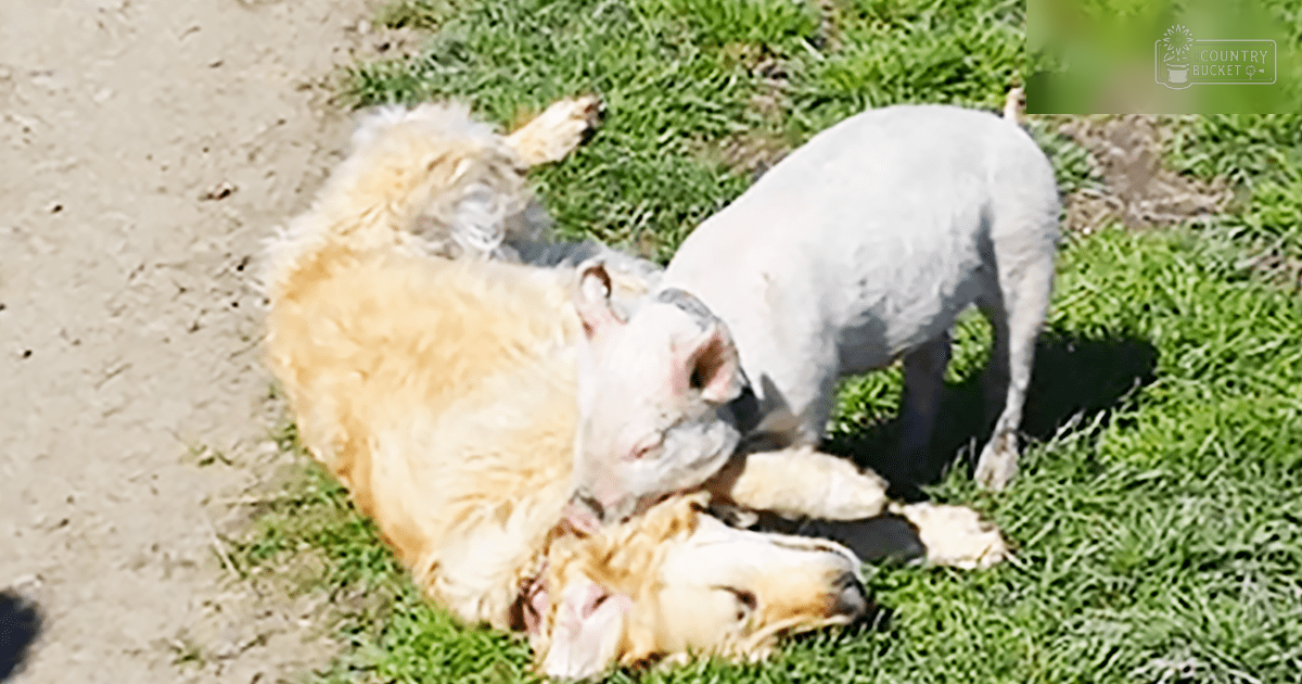 Two golden retriever dogs interacting on a grassy outdoor area, likely spring or summer with natural sunlight, greenery surrounding them