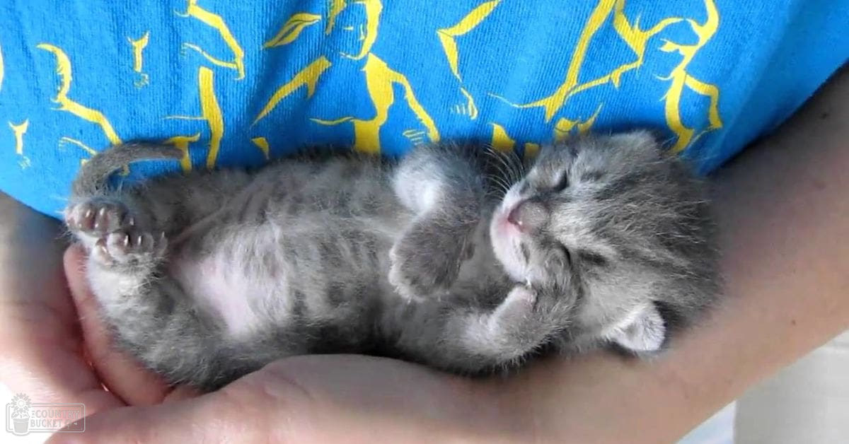 A tabby kitten, likely a few weeks old, held gently by an adult female in a loose-fitting blue T-shirt with yellow abstract patterns on light-colored walls under natural daylight.