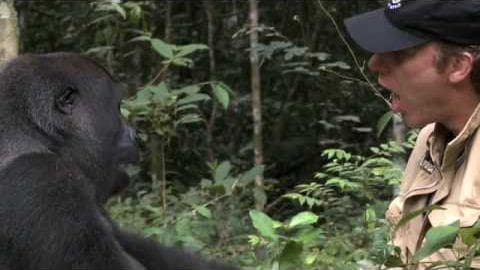 A gorilla interacts with an adult male in a dense forest setting under soft daylight.