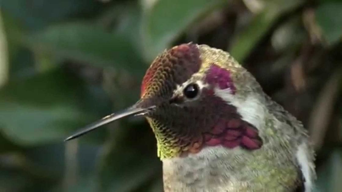 An Anna's Hummingbird with vibrant plumage in a forested outdoor setting under natural daylight.