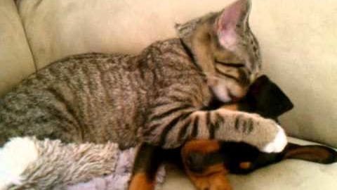 An adult tabby cat with brown, black, and white fur patterns sits indoors on a beige sofa near an orange and black plush toy resembling a Dachshund.