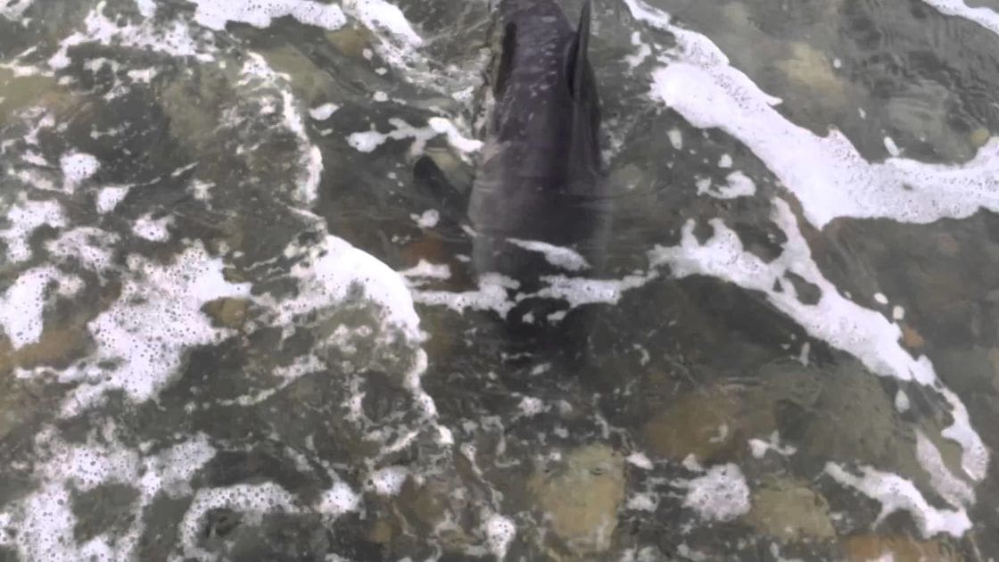 A fish swimming in water near rocks under overcast daylight.