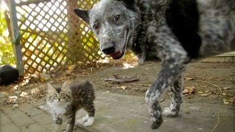 A tabby kitten and a large mottled dog interact in an outdoor garden setting with fallen autumn leaves under overcast light.