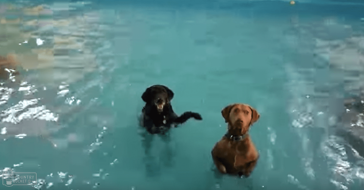 Two adult Labrador Retriever and Vizsla-like dogs swimming in a clear blue pool indoors, with daytime lighting.