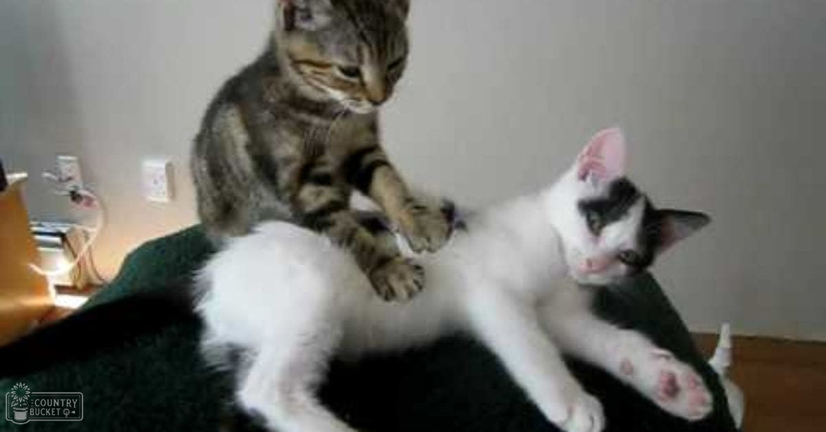 Two kittens interacting on a green cushion in an indoor setting. One tabby kitten has gray and black stripes, the other is white with black markings.