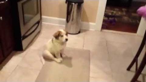 A small, light-colored puppy with darker markings on its head and ears, indoors in a home setting with neutral tones.