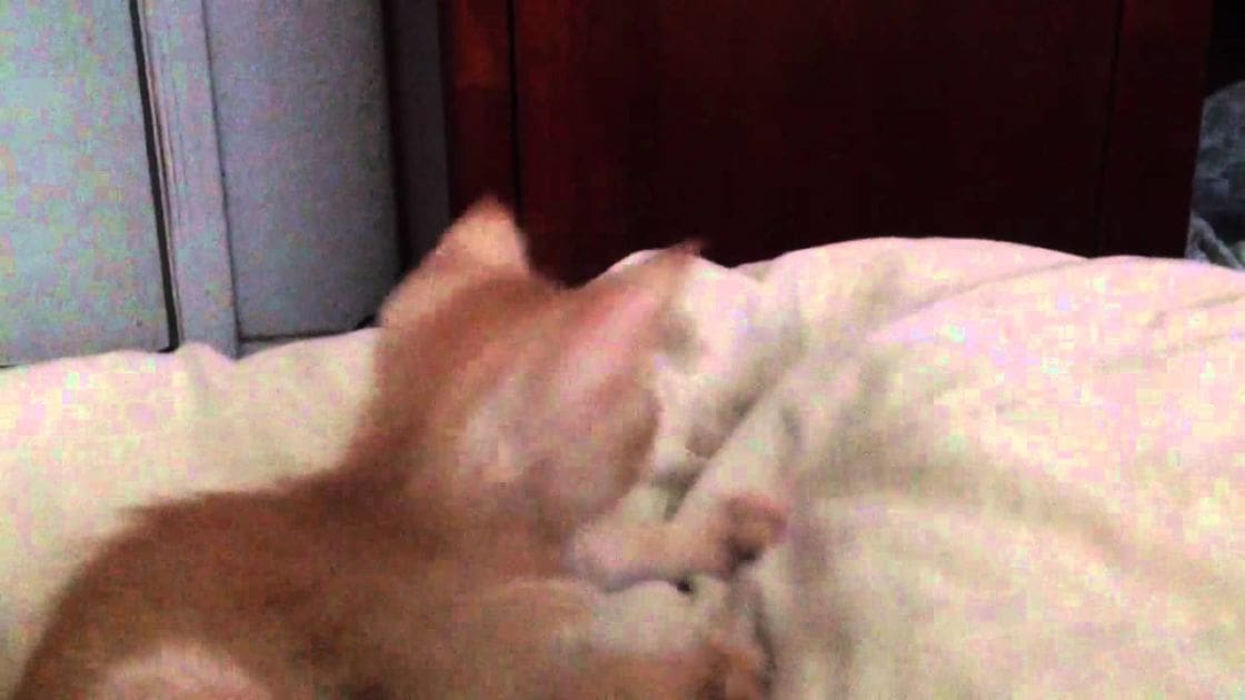 A light orange kitten indoors in a bedroom with neutral-colored walls and natural lighting.