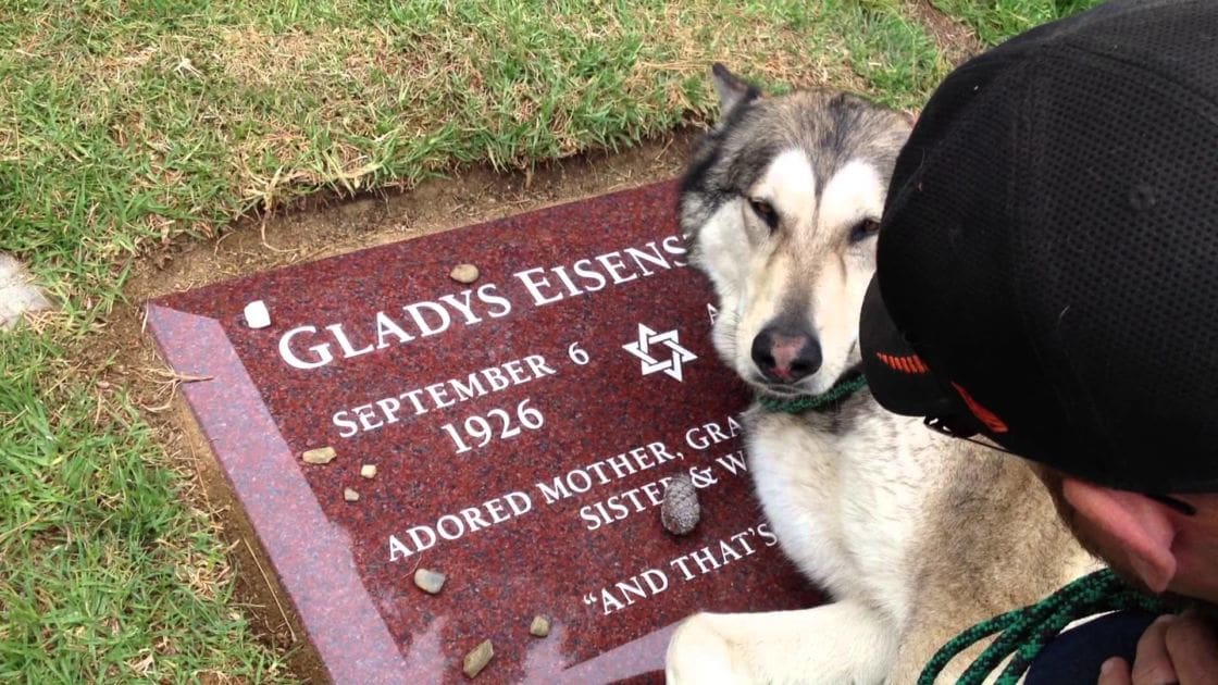 A husky with gray and white fur at a grave site, surrounded by green grass under natural daylight.
