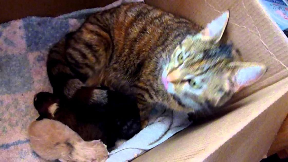 A tabby cat with brown and black stripes rests on a makeshift bed made from a cardboard box indoors, surrounded by neutral tones.
