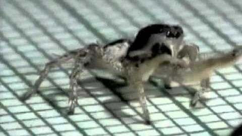 A close-up of a black-and-white frog resting on a wire mesh indoors during daytime.