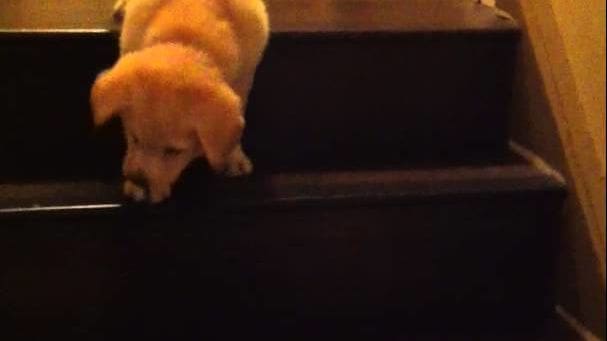 A young adult golden retriever or similar breed puppy indoors with neutral-colored walls in a dimly lit evening setting.