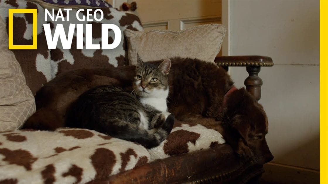 A tabby cat with white chest and paw markings lying on a wooden armchair with cowhide-patterned cushion, surrounded by beige pillows in an indoor setting with natural daylight.