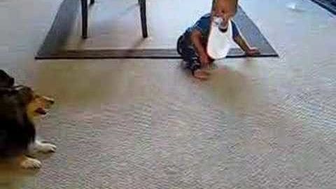 A toddler in a white bib playing with an adult Corgi dog on polished concrete flooring indoors.