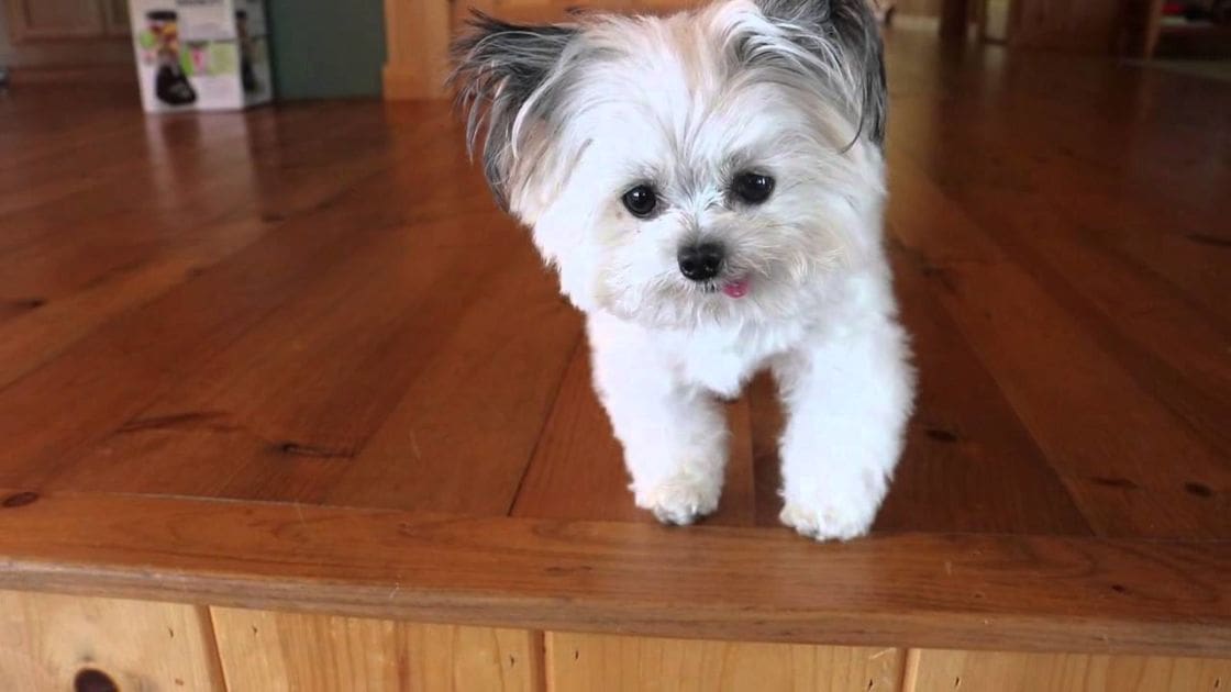 A small Shih Tzu with black markings stands on a wooden floor indoors, bathed in natural light.
