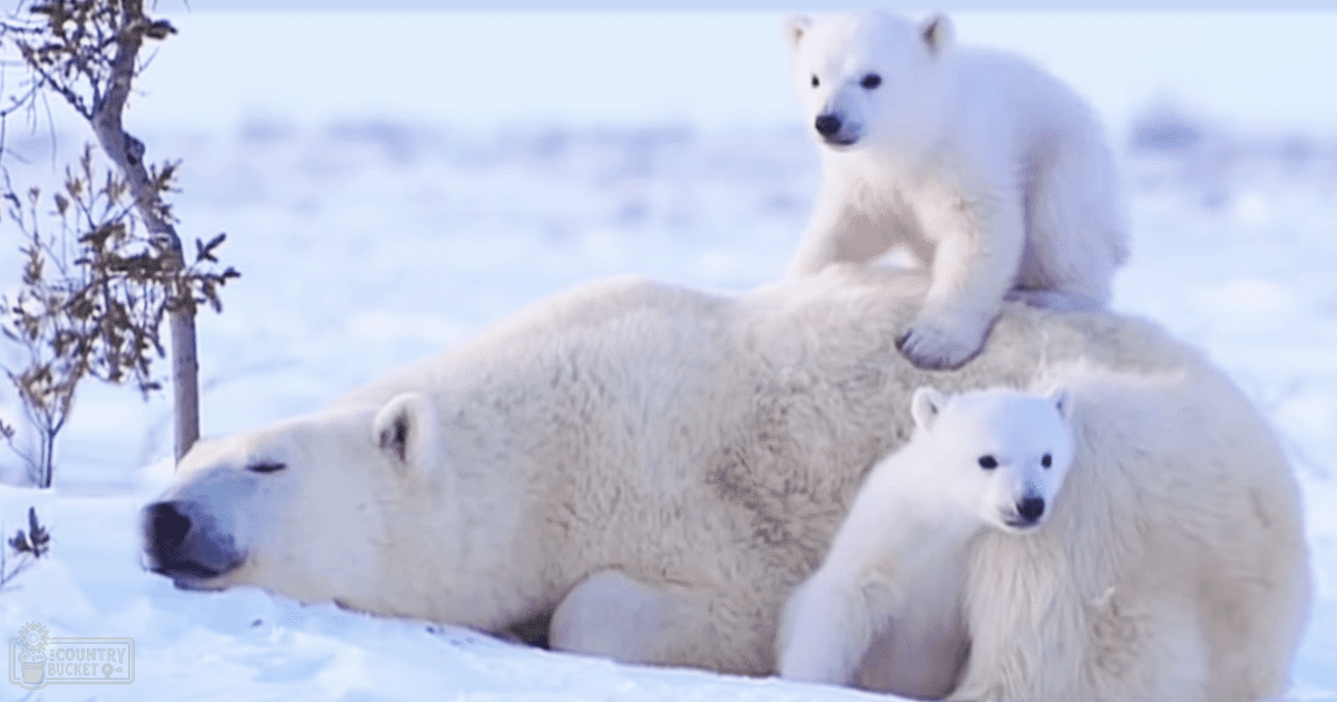 A polar bear family in a snowy Arctic landscape, adult and two cubs with white fur and darker markings, likely winter season with clear daylight.
