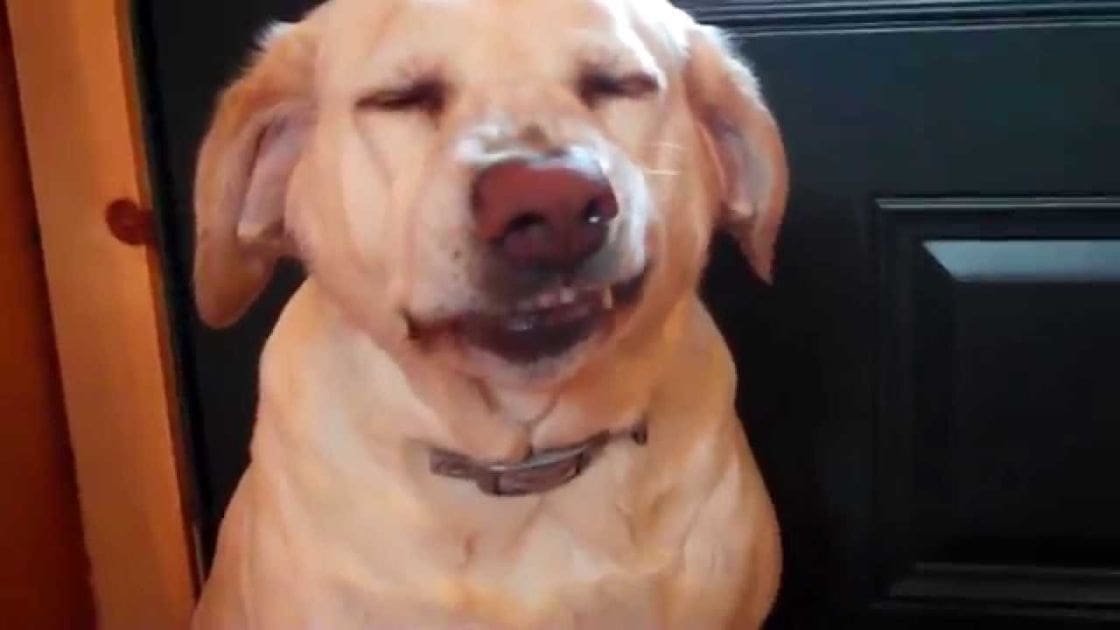 A golden retriever or similar breed dog with floppy ears, indoors under artificial lighting.