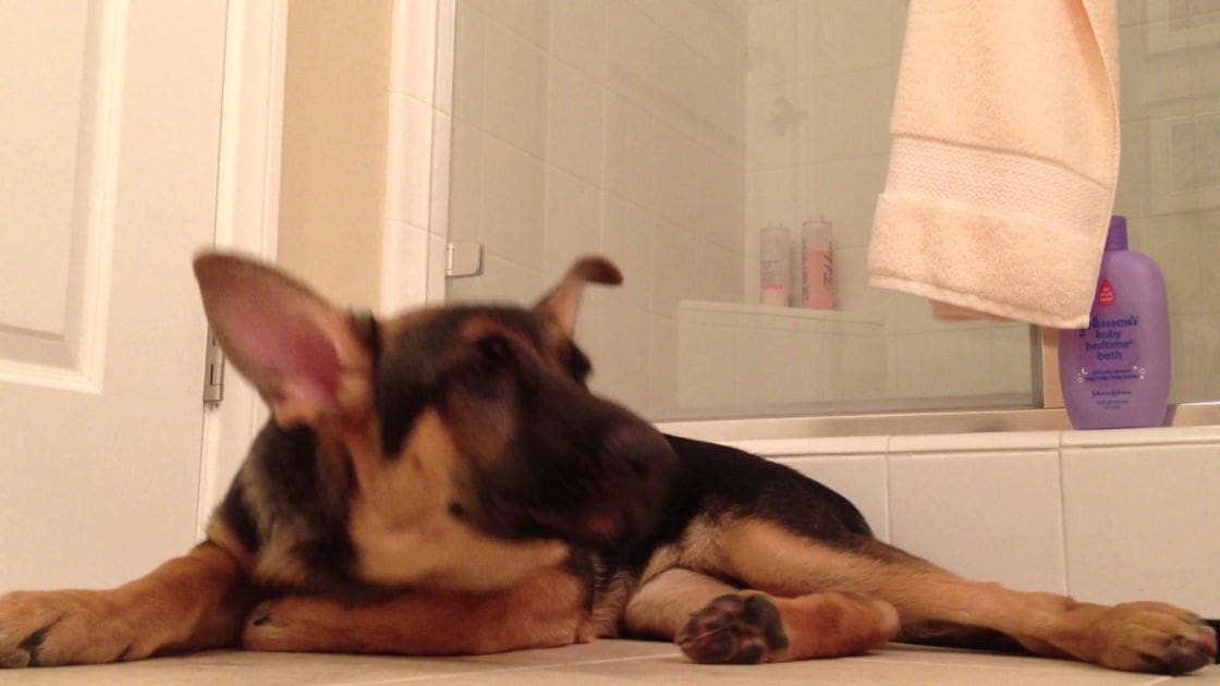 A young German Shepherd puppy with a black and tan coat lies on a tiled bathroom floor near a bathtub, surrounded by bath products.