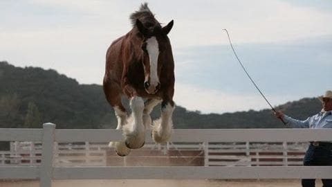 A Clydesdale horse jumping over a white fence at an outdoor equestrian arena with hills and trees under partly cloudy sky in late afternoon or early evening light.