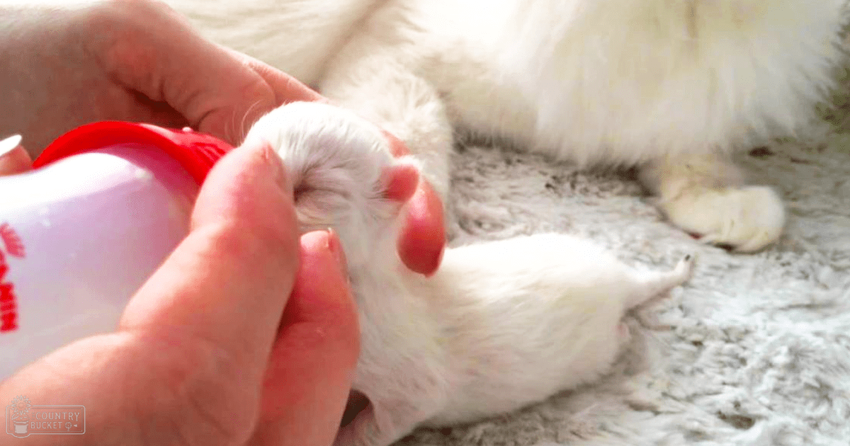 A domestic ferret being bottle-fed indoors, lying on a soft textured surface with natural lighting;