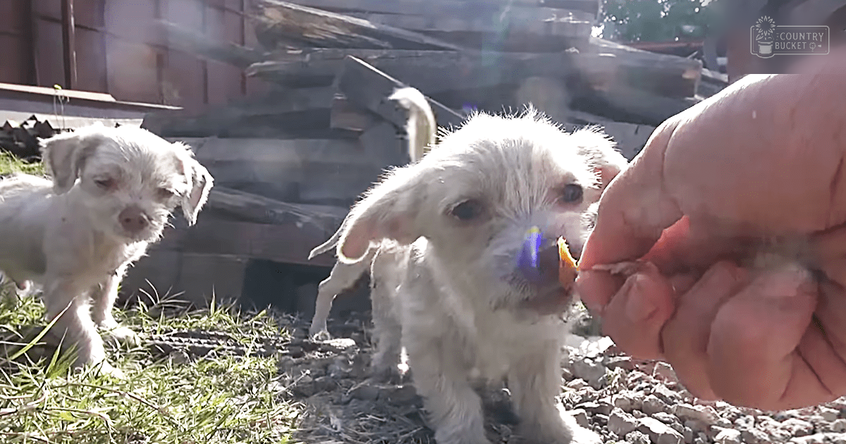 Two small white puppies with wet fur, likely terriers or a mix including terrier traits, being held by an adult in an outdoor yard setting.
