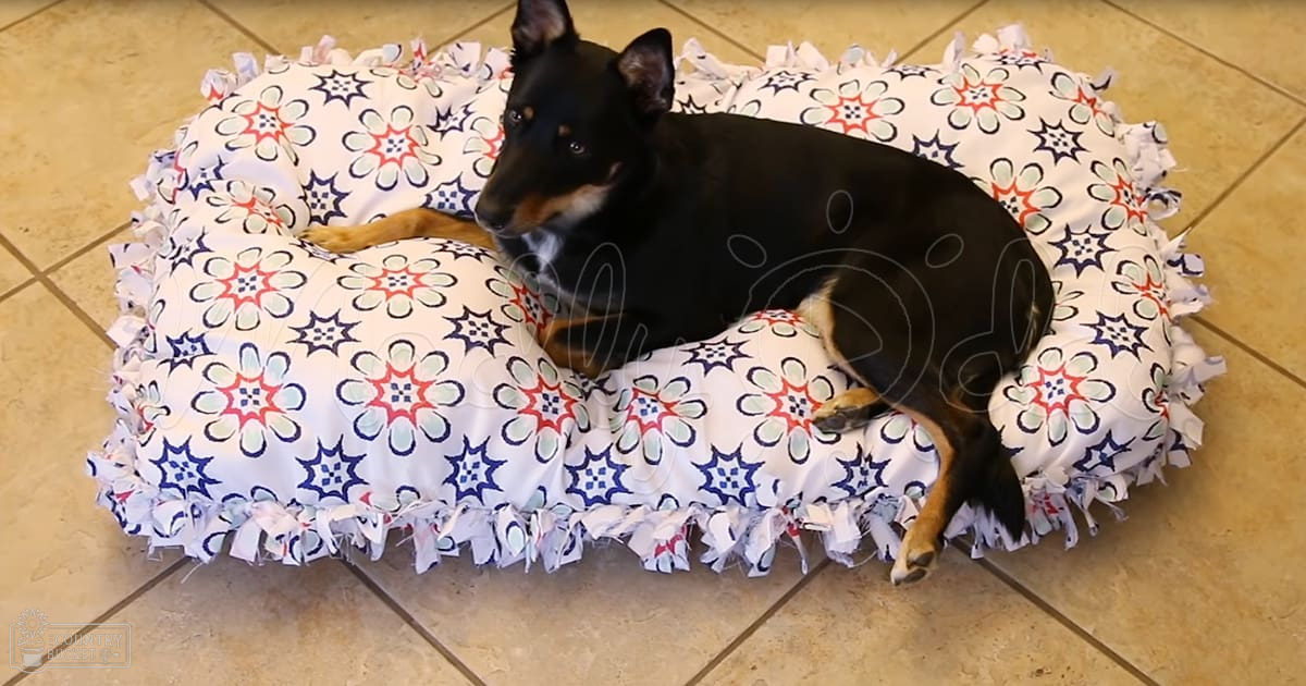 A Kelpie or similar herding dog with black and tan markings lies on a floral-patterned bed indoors under natural daylight.