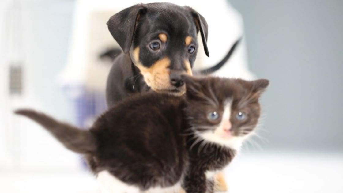 A Doberman Pinscher mix puppy and a domestic shorthair kitten with black fur and white markings, together indoors under natural light.