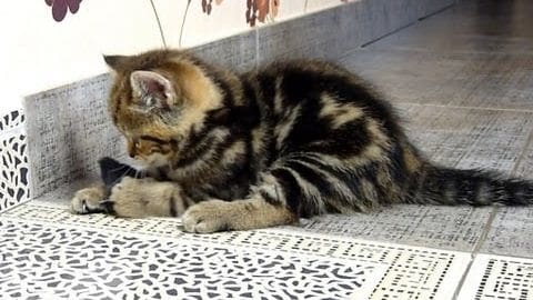 A tabby cat with black and brown markings stands indoors on a tiled floor; daytime light highlights its coat.