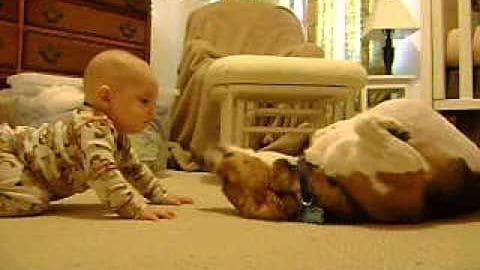 An infant baby interacting with an adult German Shepherd dog indoors, with a wooden dresser and lamp visible in the background under artificial lighting.
