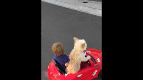 A toddler wearing a dark blue shirt rides a red toy car with a small light brown dog sitting beside them outdoors during daytime.