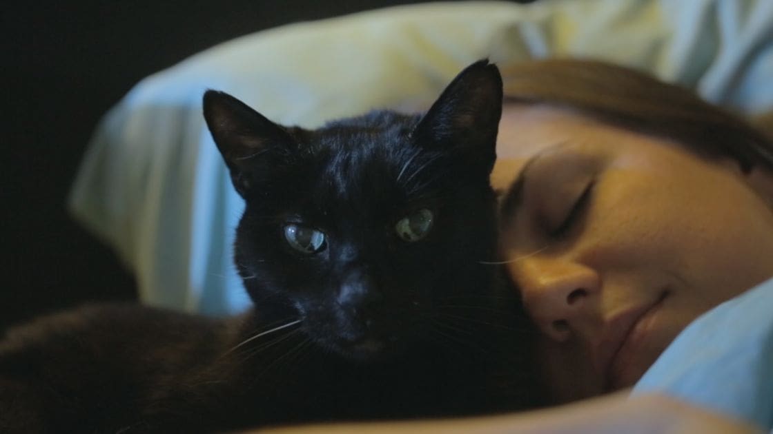 A black cat with greenish eyes and a solid black coat, lying on white bedding indoors. An adult female person in a light blue garment is partially covered by the fabric.