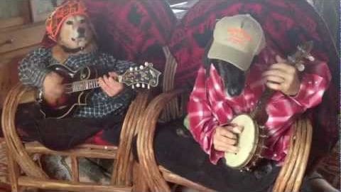 Two dogs dressed as humans play musical instruments in a cozy indoor setting with wicker chairs and red plaid blankets.