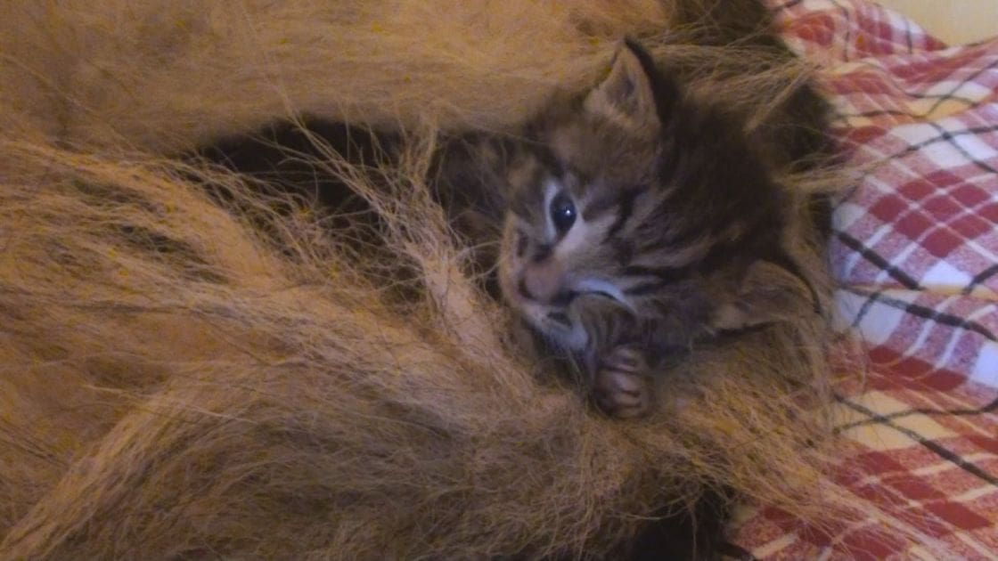 A young tabby kitten with brown, black, and white fur sits indoors against a backdrop of soft lighting.