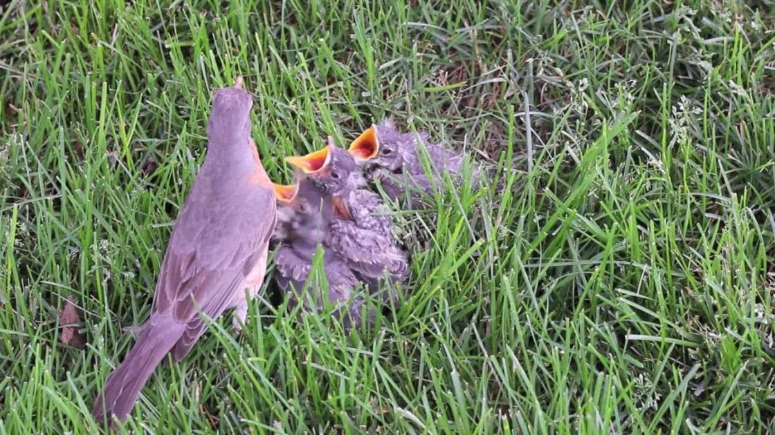 A family of thrush birds with adults and young in a lush grassy area during spring or summer under natural daylight.