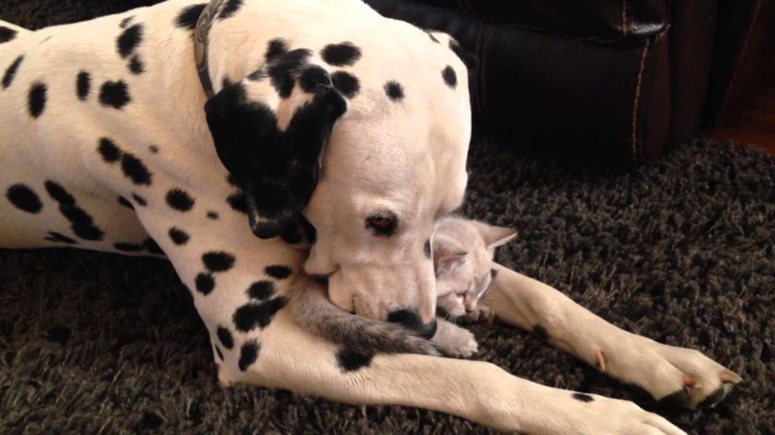 A Dalmatian dog with a kitten resting indoors, surrounded by a dark brown leather couch.