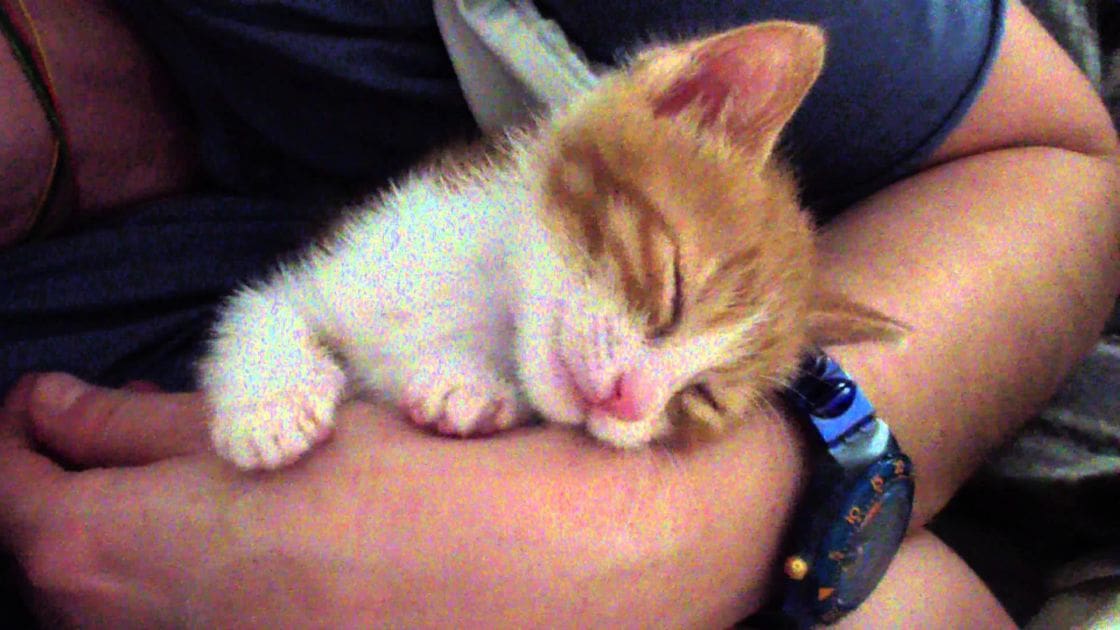 A tabby kitten with a young adult male wearing a dark t-shirt indoors, likely in daytime.