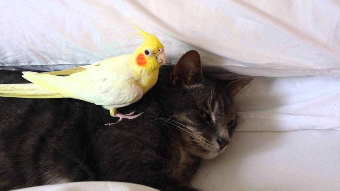 A black tabby cat with gray stripes, an adult male singer in a red shirt, and a yellow cockatiel perched on its back in a cozy indoor setting.