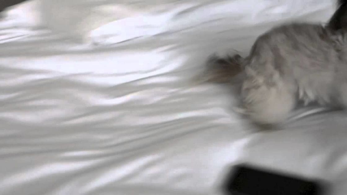 A light-colored tabby cat with markings on a bed indoors in natural daylight.