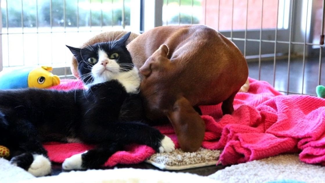 A tuxedo cat with a smooth coat and an adult boxer dog rest on a pink blanket under natural daylight in a cozy home living room.