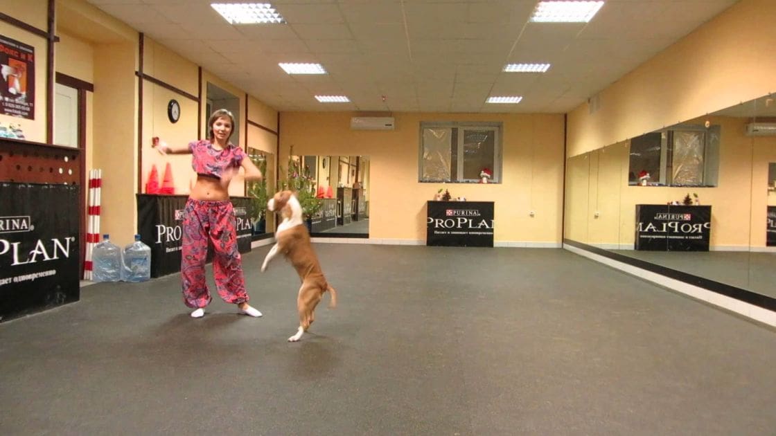 A young adult female in a dance studio wears a patterned top with high neckline and loose-fitting pants; a beagle puppy is also present, wearing white socks on its feet.