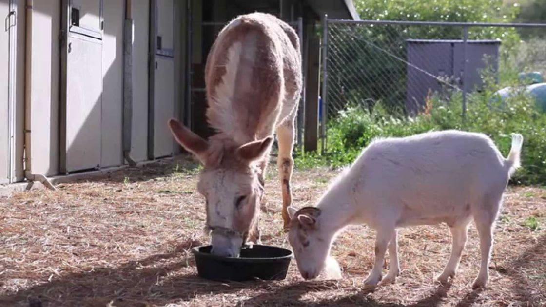 Domestic donkey with light brown fur and white markings, domestic goat entirely white, eating from a black bowl on an outdoor farm area during spring or summer.