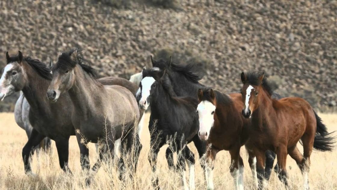 A herd of adult wild horses with various shades of brown and black coat colors stand in a dry, open field under natural daylight.