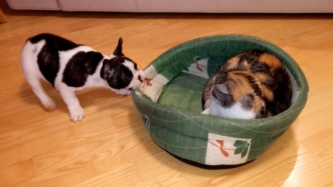 A Boston Terrier puppy with a calico cat resting in a green pet bed indoors, possibly a living room.