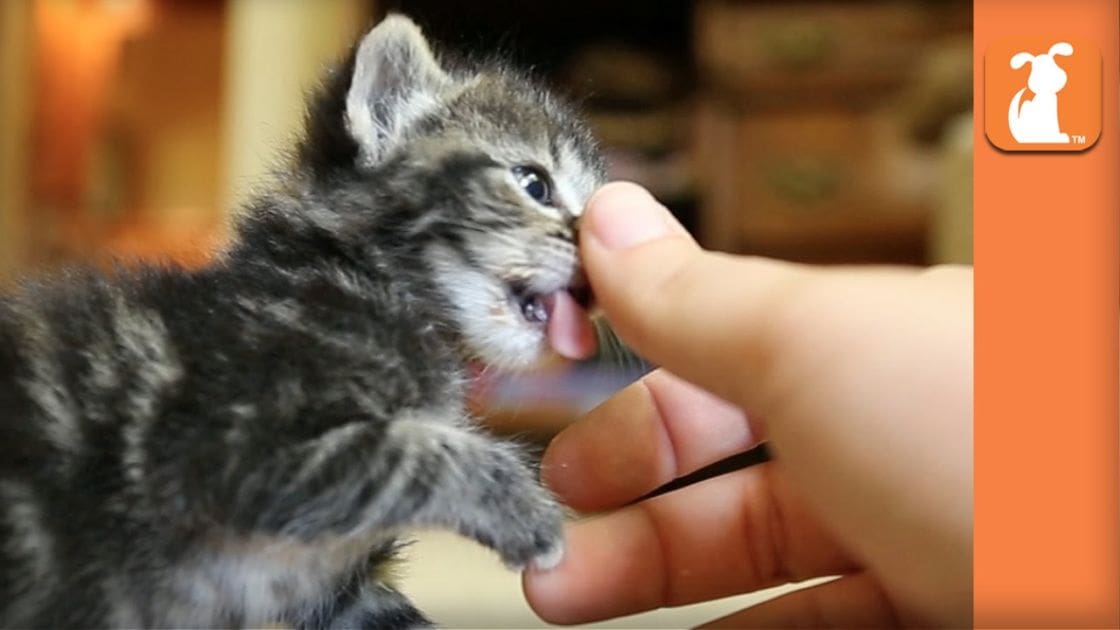 A young female child interacts with a small tabby kitten indoors, with gray and black striped fur prominent against a blurred home setting.