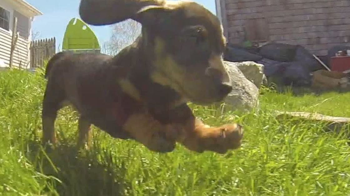 A black-and-tan puppy in a backyard with greenery, outdoor furniture, and a house. The season appears to be spring or summer.