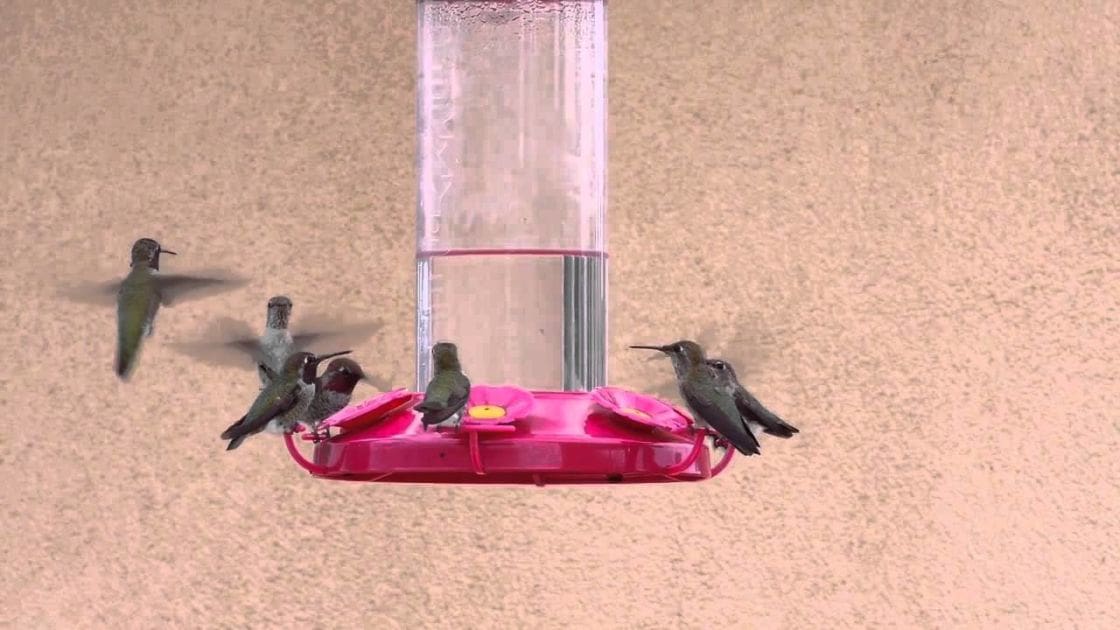 Several adult-sized hummingbirds with iridescent green bodies, dark heads, and red throats feeding from a pink plastic bird feeder indoors on a textured wall.