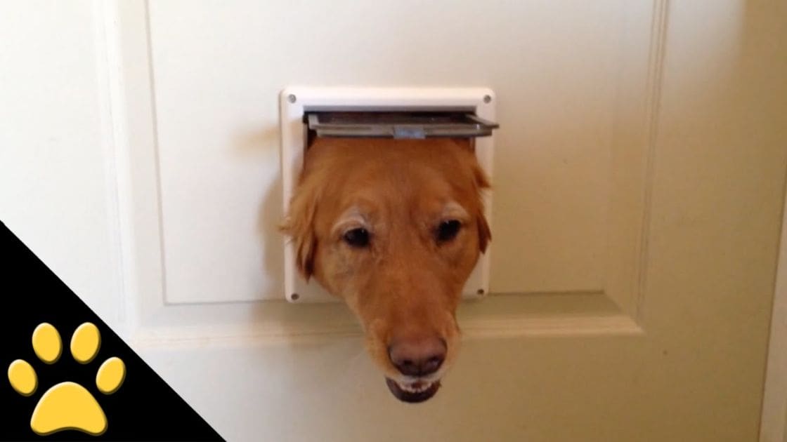 Golden retriever sticking head out of a pet door in an indoor home setting with white, light brown, and beige tones.