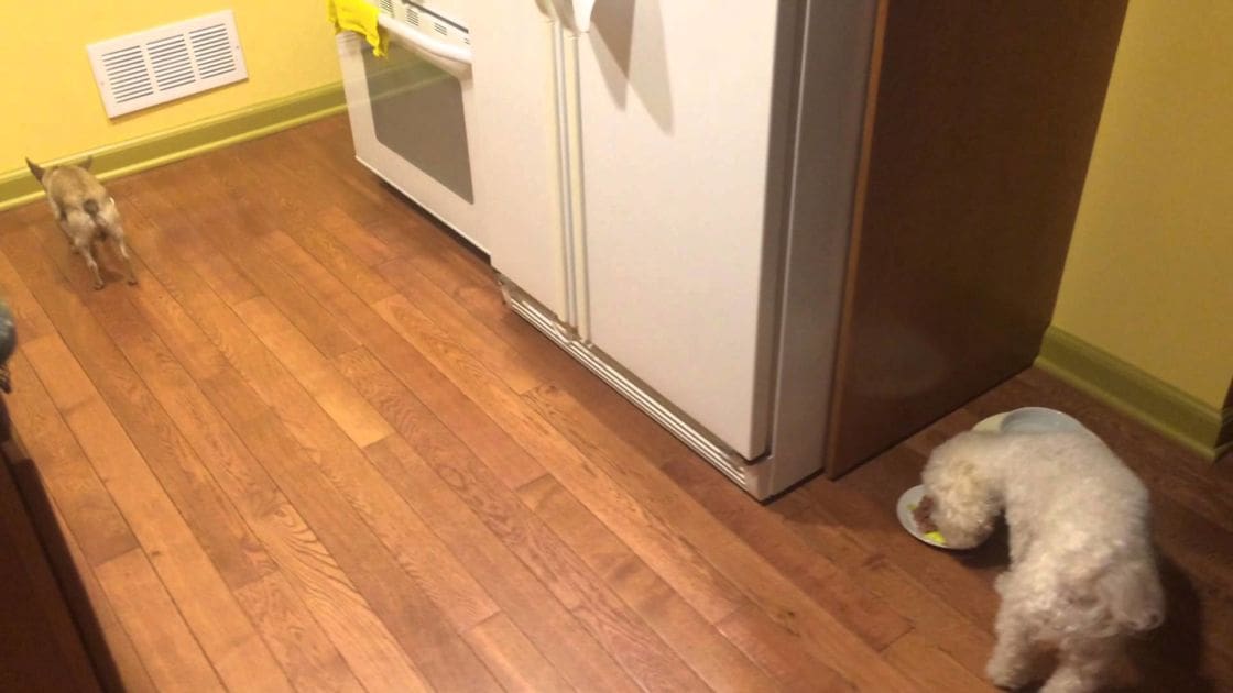 A small white Bichon Frise dog eating from a bowl in a bright, modern kitchen with hardwood floors and yellow accents.