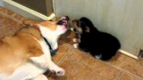 A corgi dog with light brown and white fur, alongside a black cat with white markings on its paws and chest in an indoor home setting.