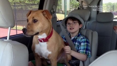 A child wearing a blue and green plaid shirt, glasses, and a gray bucket hat sits in the passenger seat of a car with a brown dog, likely a pit bull mix, on his lap. The scene is inside a vehicle with visible seats and headrests.