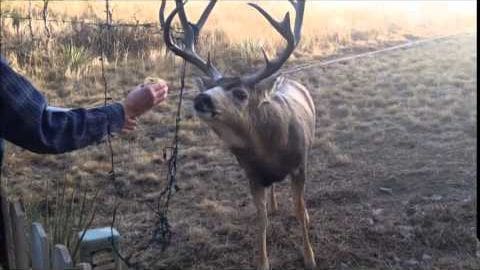 A mule deer with brown fur and white spots stands outdoors in a rural area, surrounded by dry vegetation. An adult male wearing a dark blue long-sleeved shirt is holding what appears to be corn.